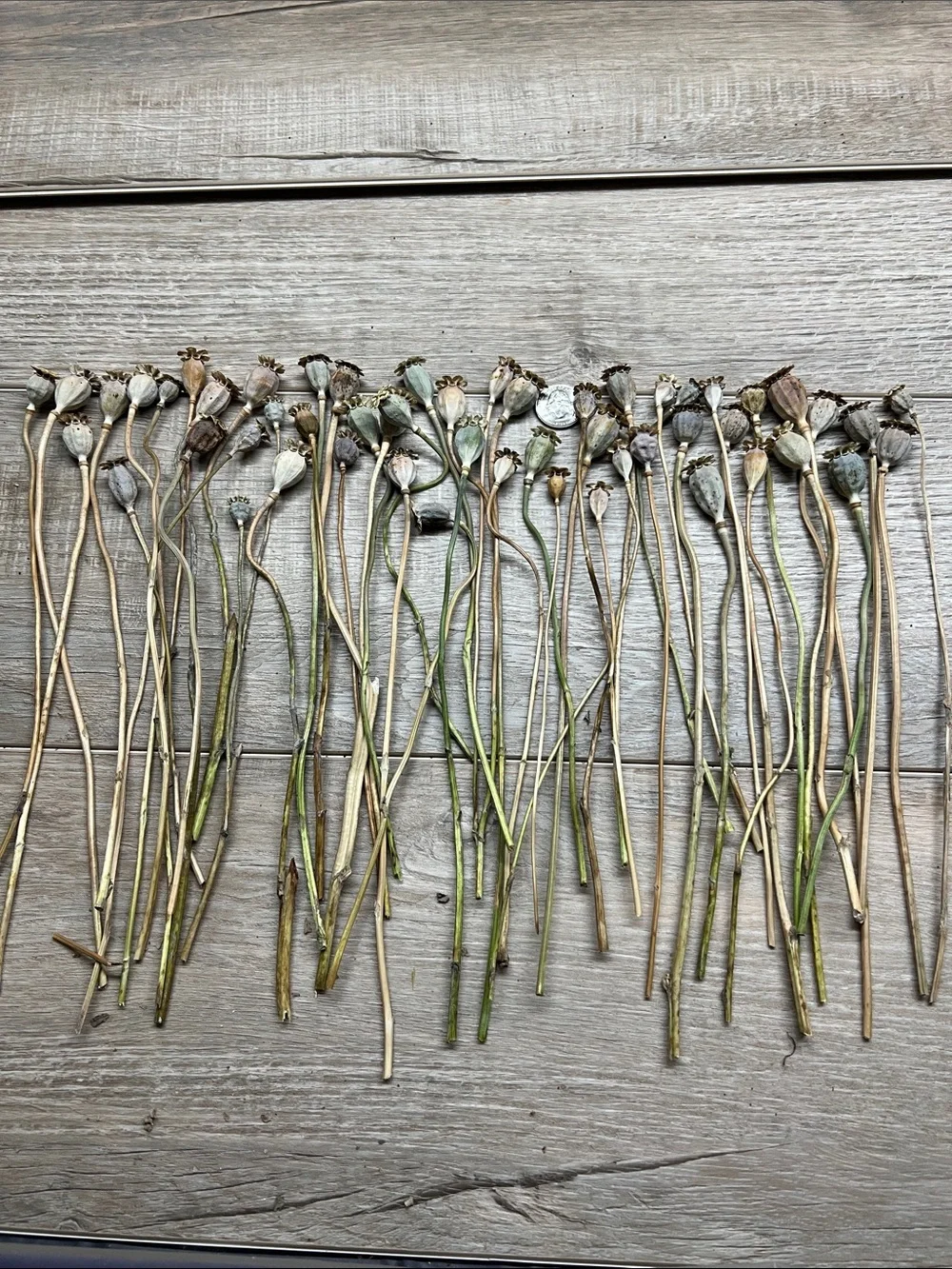 Natural Dried Poppy Pods Stems - Neutral Green-Brown
